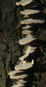 breakheart bark